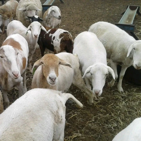 
Merino sheep ,Boer Goat 