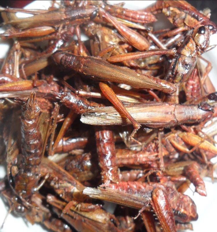 
Locusts for fish or chicken 