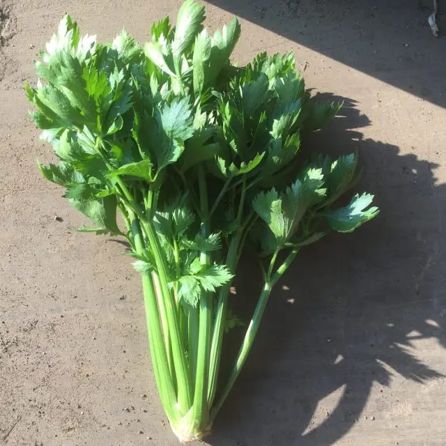 Vegetable Cauliflower Cabbage / China supply for sale fresh celery