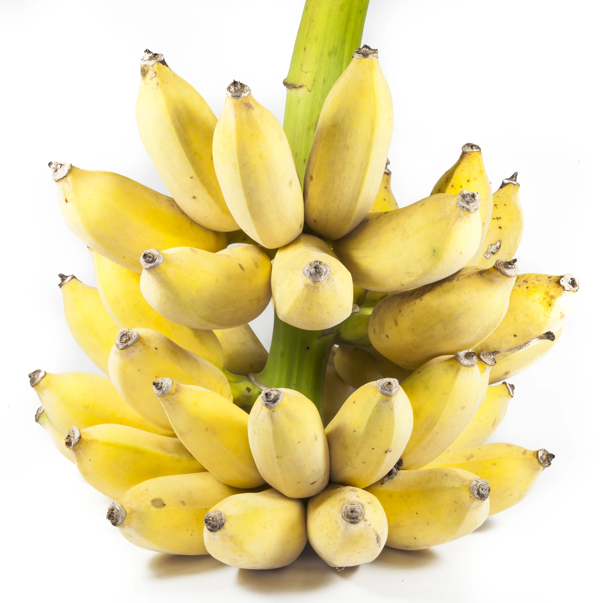 Fresh Cultivated Banana Fruit products Fresh bananas choicest Thai Fruit from Thailand fruit export