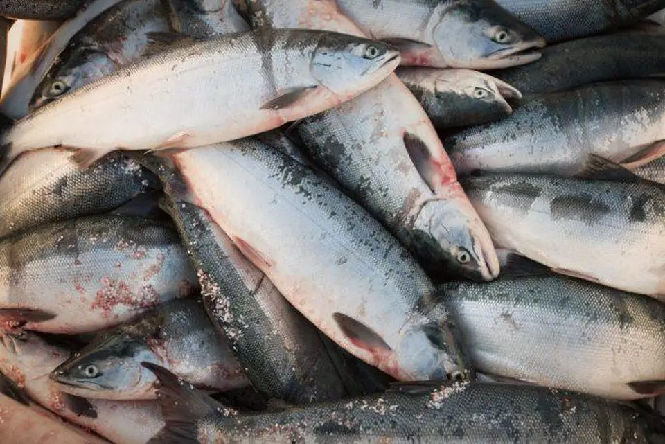 
Salmon Fish 