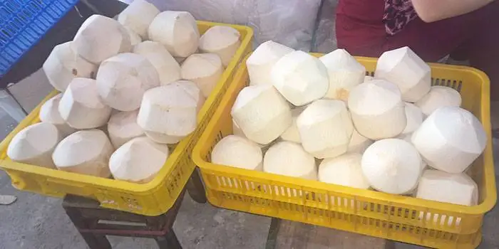 Fresh Young Coconut With High Standard From Vietnamese Supplier
