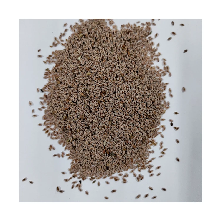 New Arrival Best Quality Psyllium Seeds / Plantago Ovata Herbs for Multiple Application
