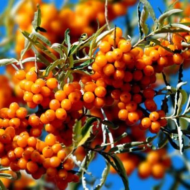 Sea Buckthorn Pulp Oil CAS: