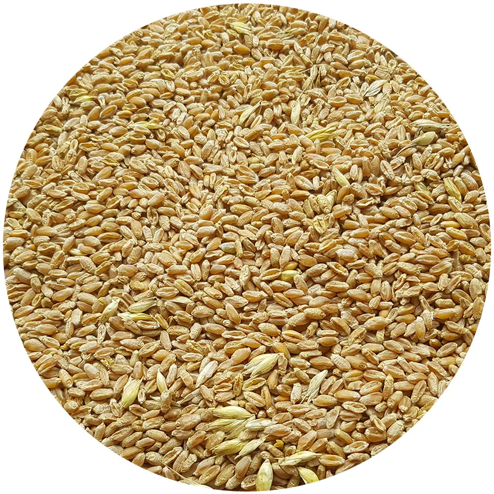 
Ukraine Supplier Feed Wheat for Sale 
