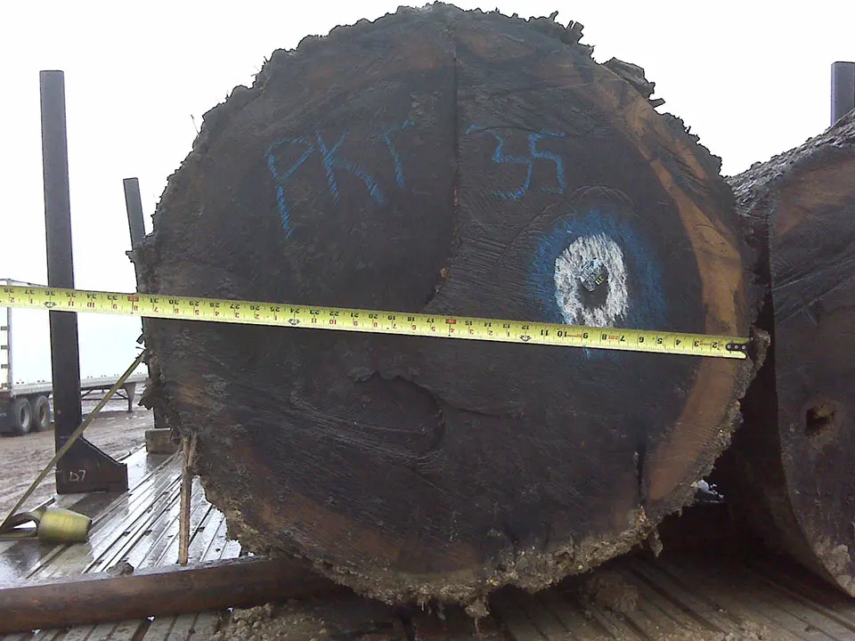 Canadian Hard Maple/ Black Walnut/ Ash Veneer Logs 12-30 inches