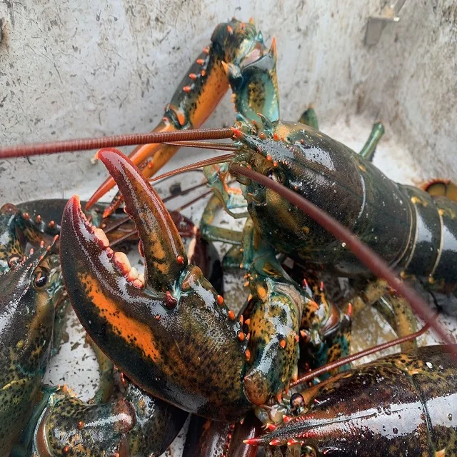 
Live Lobsters/Fresh Chilled Lobster/Frozen Lobsters 