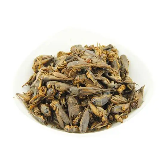 Крикеты съедобные насекомые оптовая продажа еда для домашних животных черви сушеный крикет MS ANNA + 84902804571