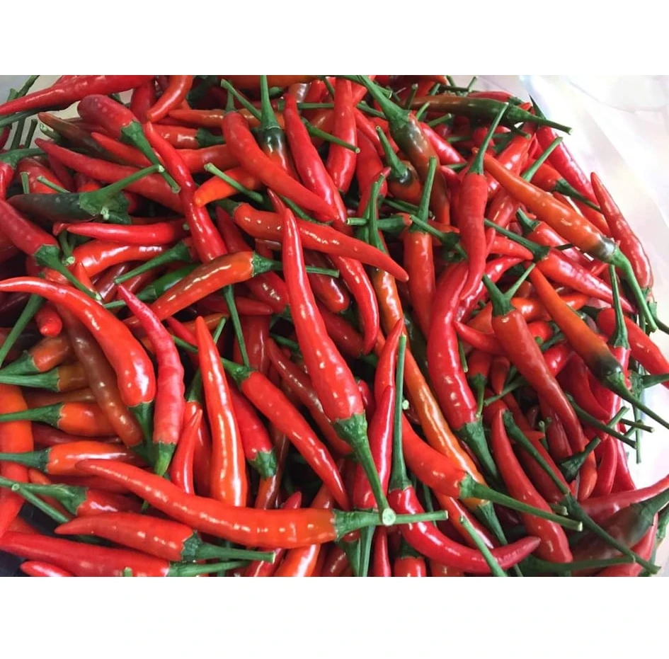Spicy Celestial chili - 100% Natural Celestial chili made in Viet Nam Export Spicy Wholesale 2021 Newest crop