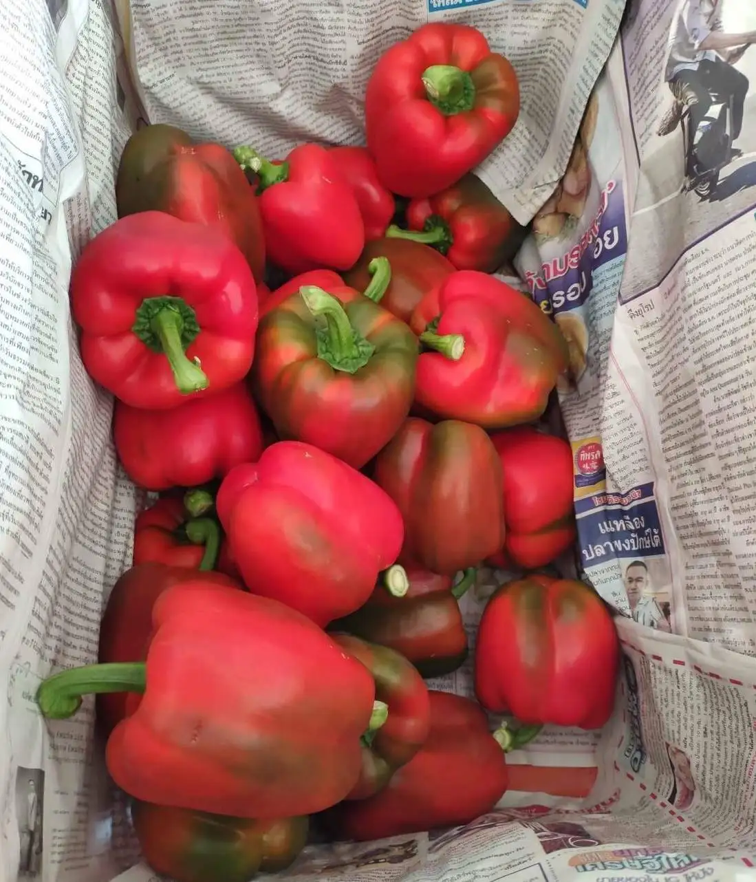 Premium Fresh Red Bell Chili direct from Thailand Farm (Premium Quality Fresh Bell Chili Pepper)